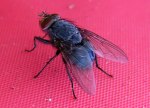 fly