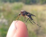 giant_gallinipper_mosquito