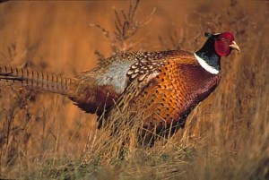 Pheasant